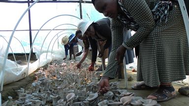 菌草改變了我的命運，感謝中國！